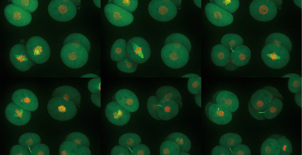 live-cell imaging embryo timelapse