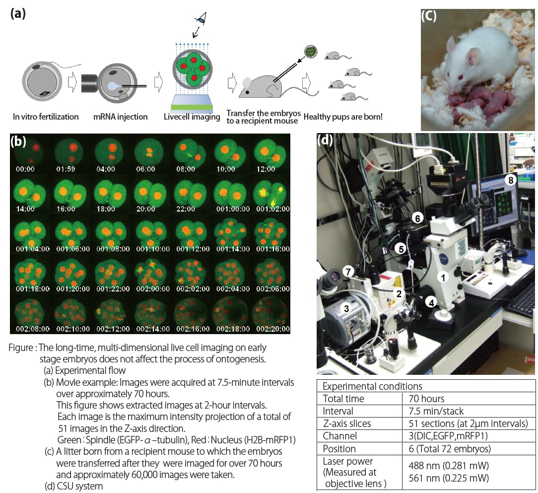 Live-cell imaging examples